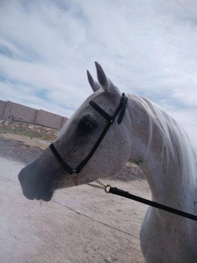 Golden Area Farm Hurghada