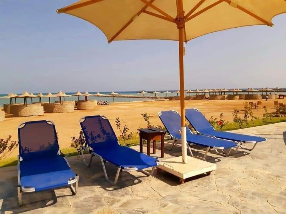 Turtles Hurghada