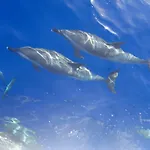 Avrio Red Sea Apartments
