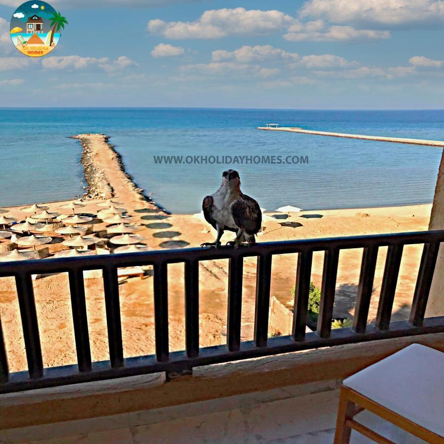 Turtle G4.10 * Hurghada