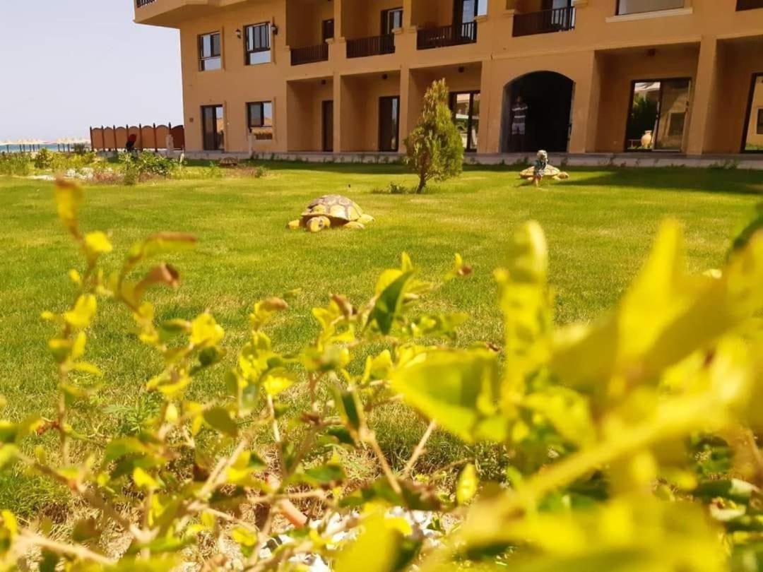 A5 8 At Turtles Ok Homes Appartement Hurghada