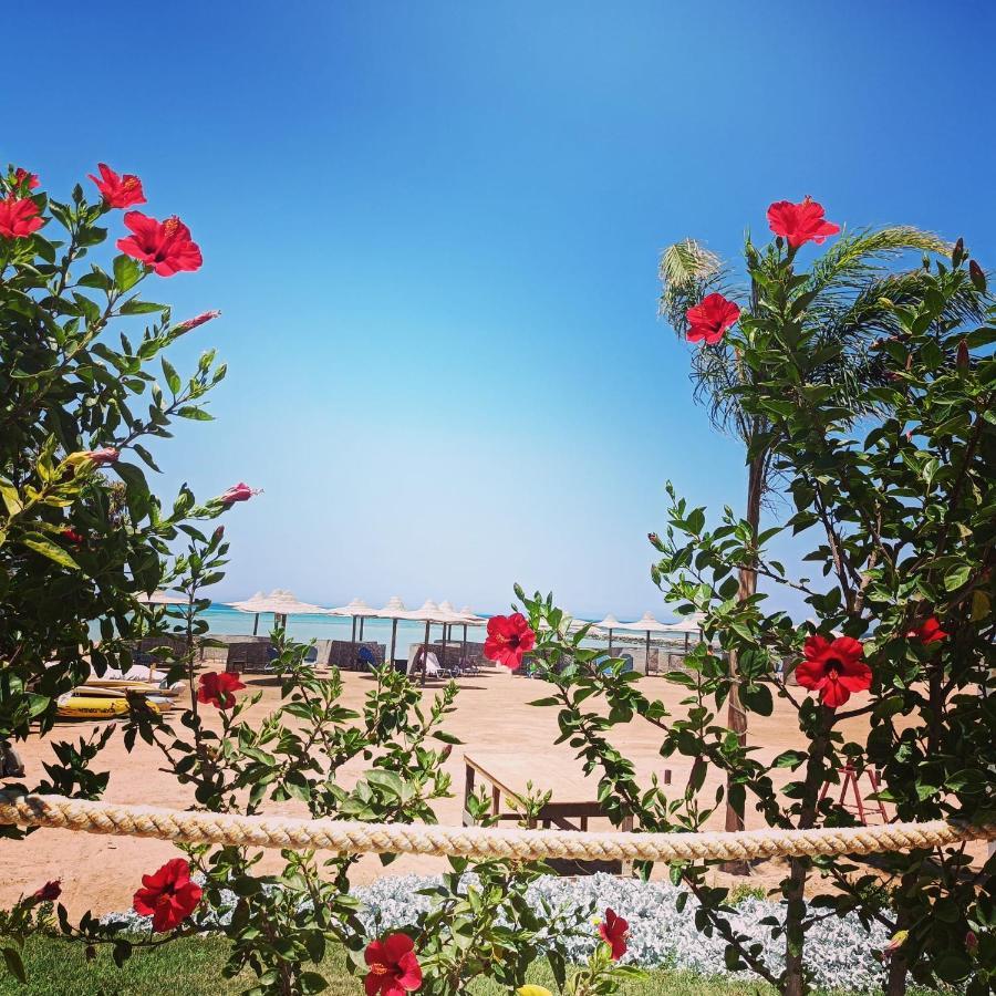 Ok Homes At Turtles D1.3 .9 Hurghada