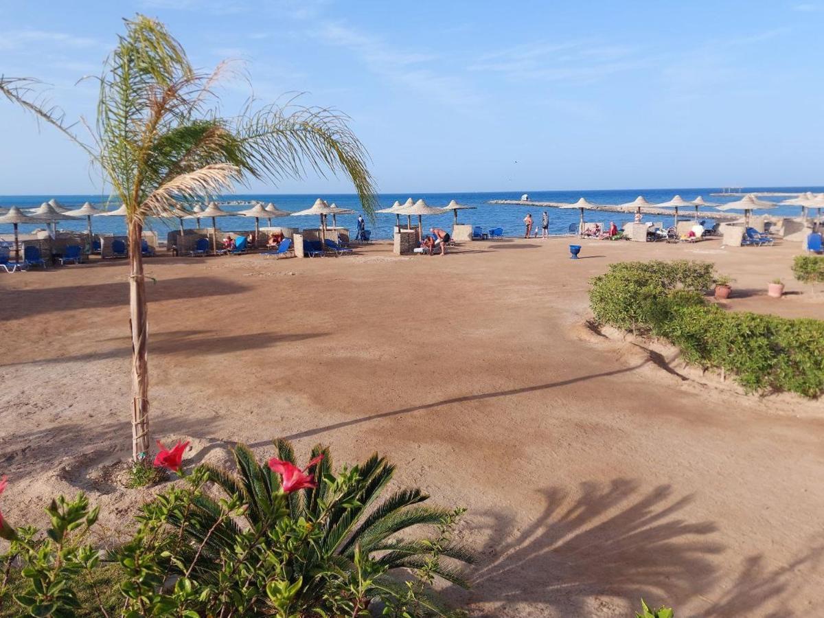 Turtles Hurghada