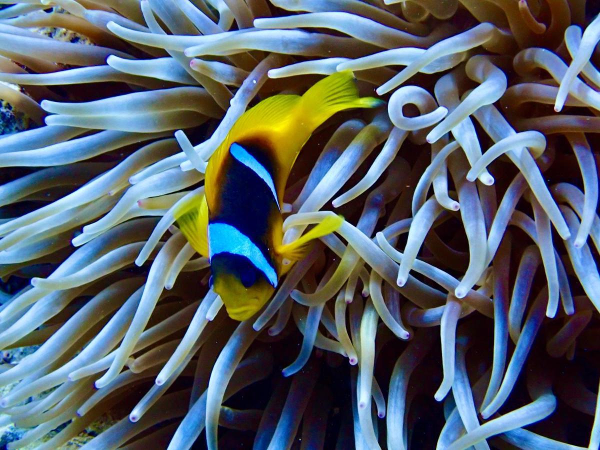 Azur Dream By The Sea * Hurghada