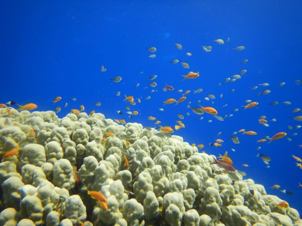 Turtles 4* Hurghada