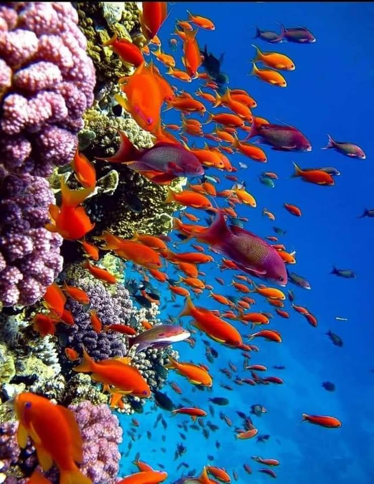 Botel Hurghada *
