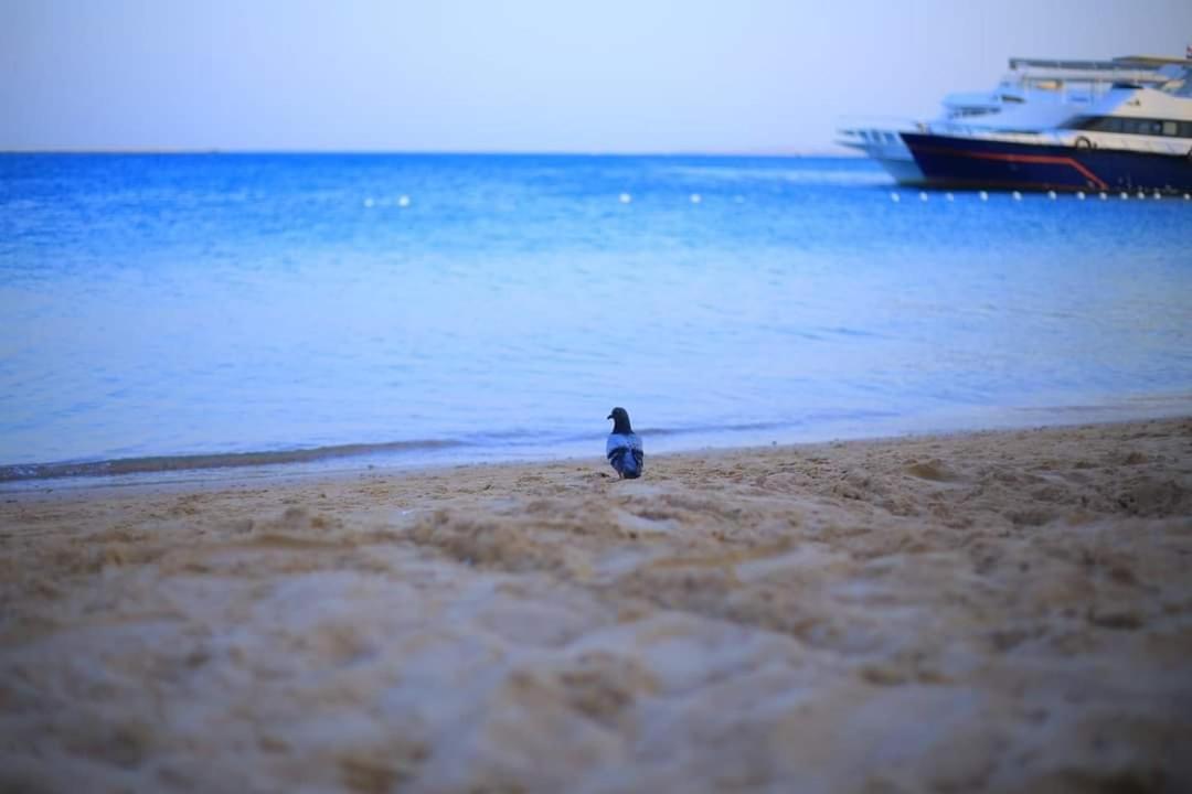 3 Bedroom Apartment Hurghada
