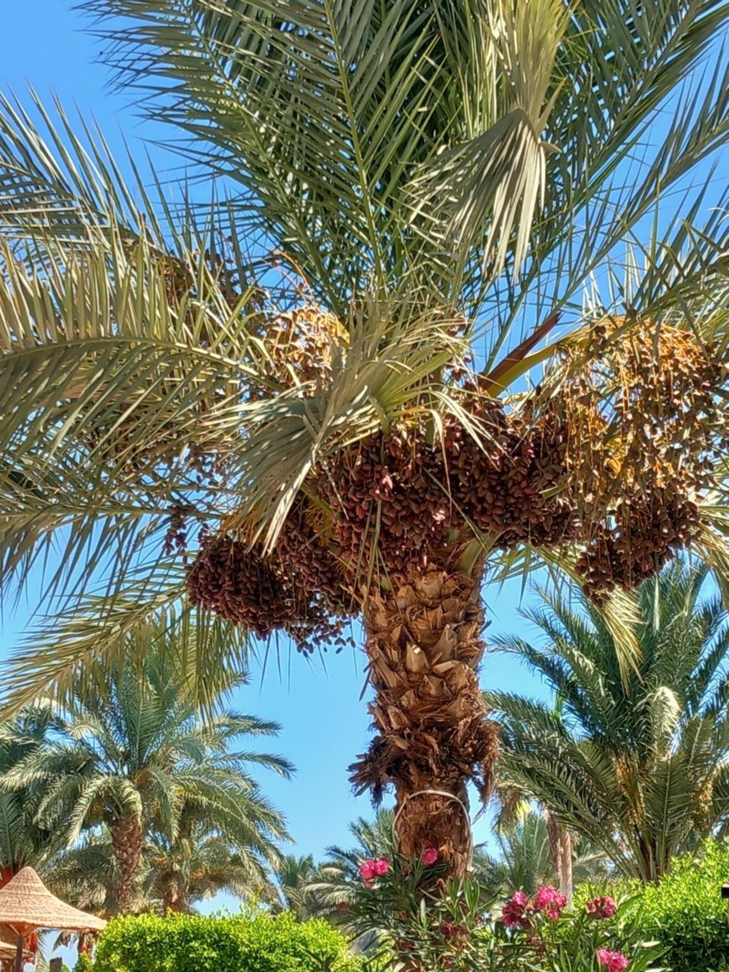 Apartment Palma Hurgada,8p4j22q, Palma Resort, K75, Al Ismaileya, *