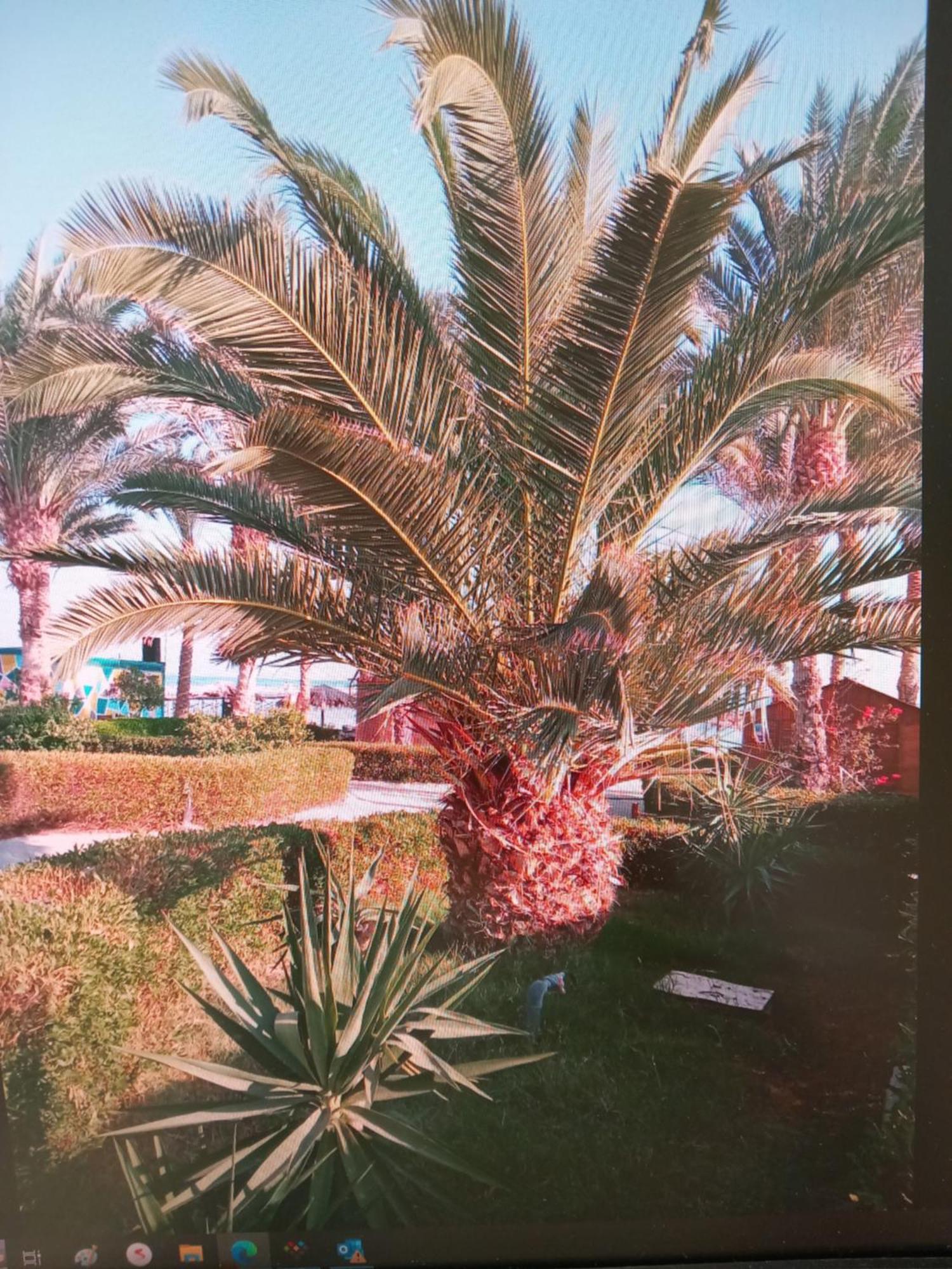 Apartment Palma Hurgada,8p4j22q, Palma Resort, K75, Al Ismaileya, *