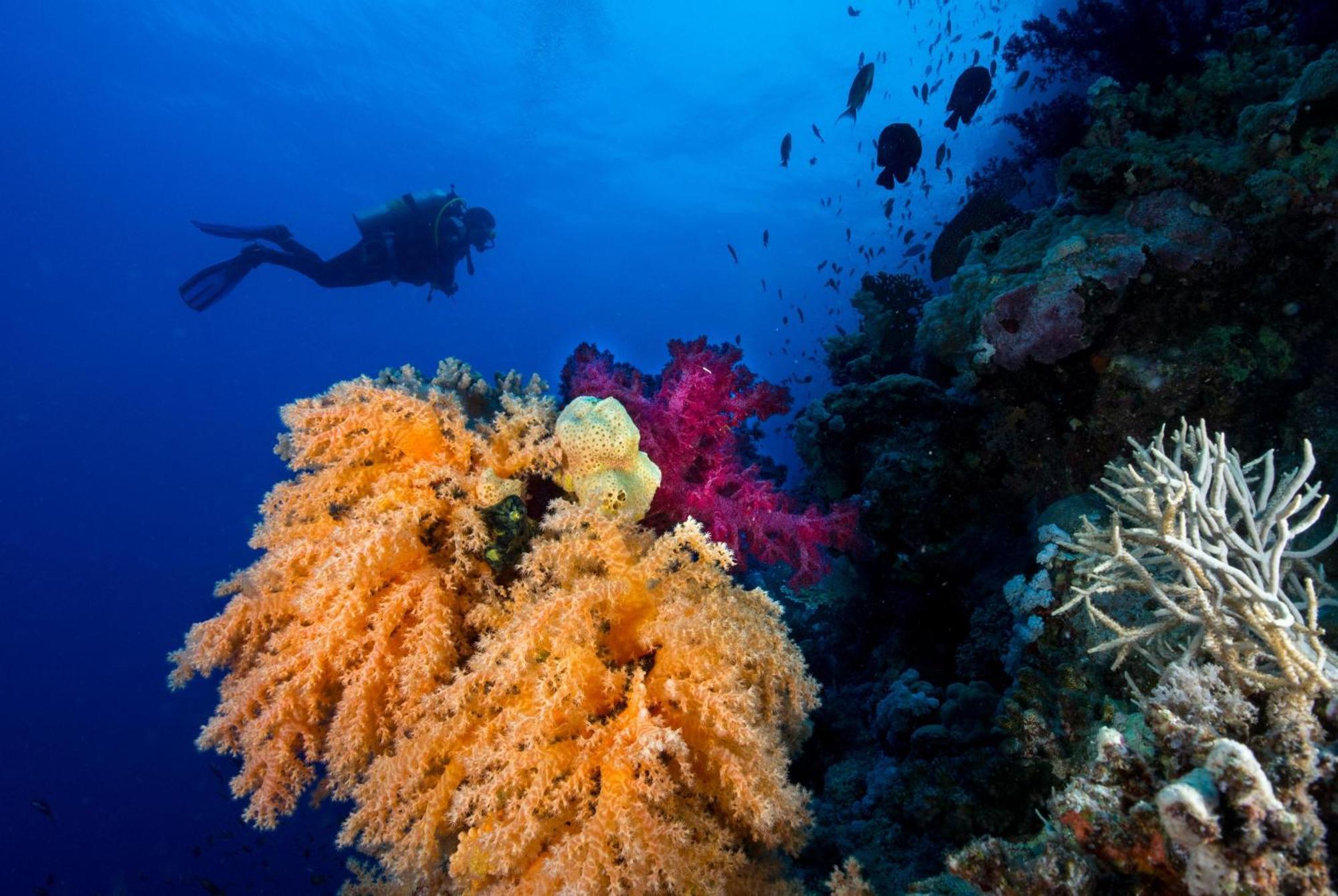 Station touristique Club Paradisio El Gouna Red Sea