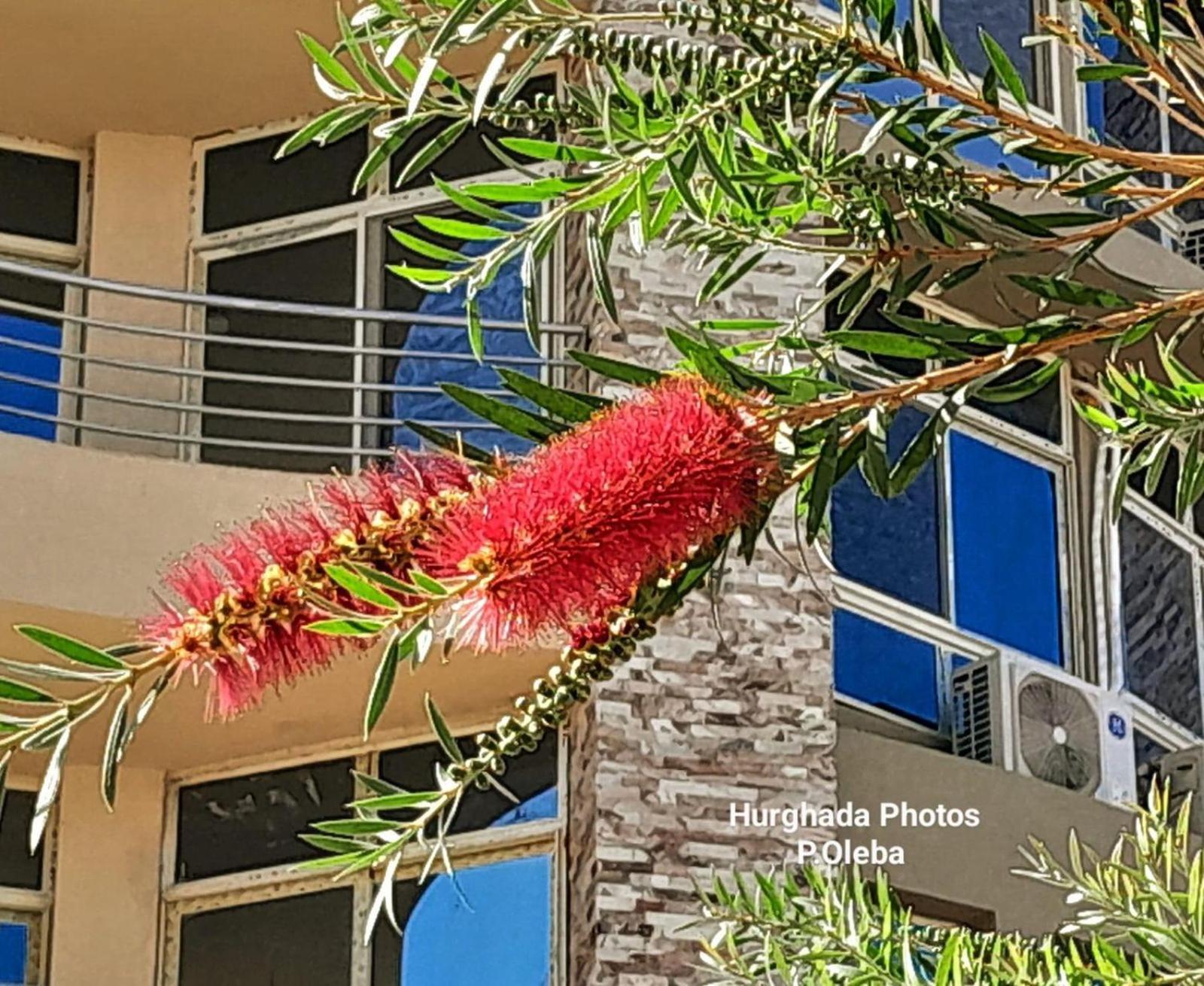Princess Appartement Hurghada