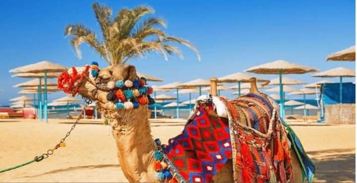 Princess B217 Apartment Hurghada