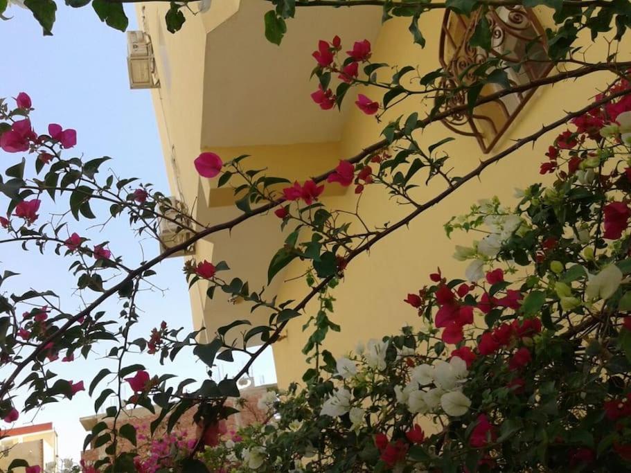 Desert Rose * Hurghada