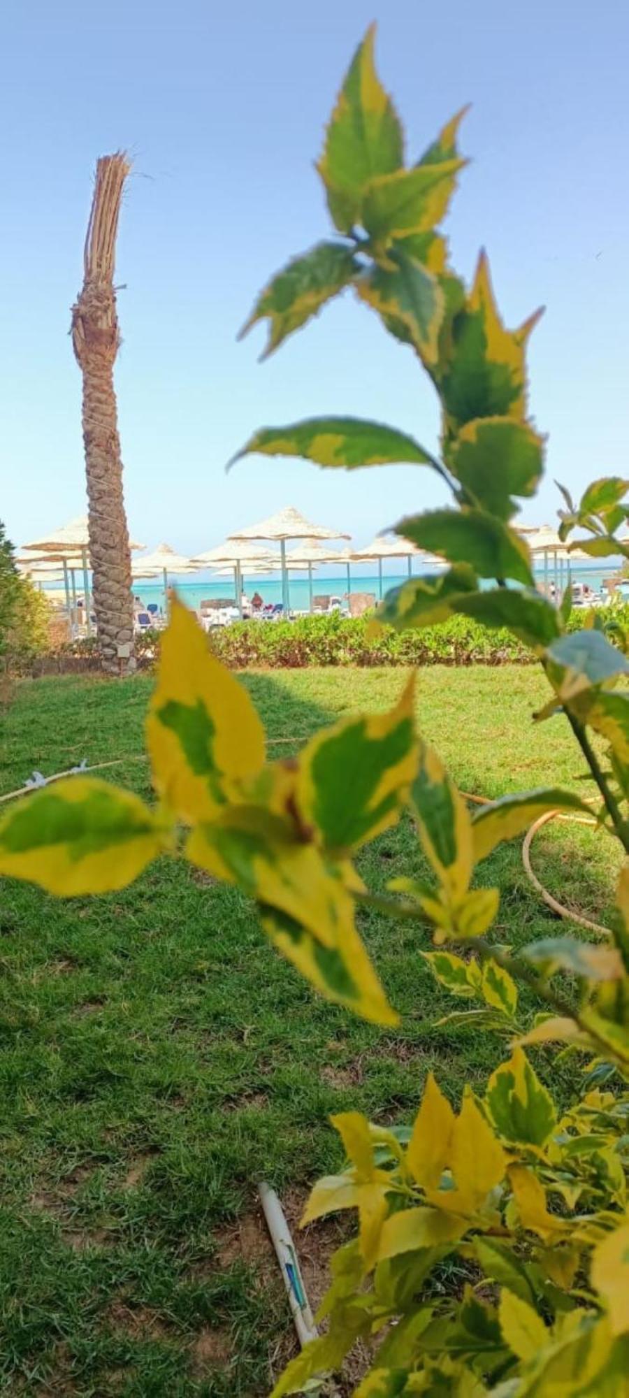 Fiesta 328 Hurghada