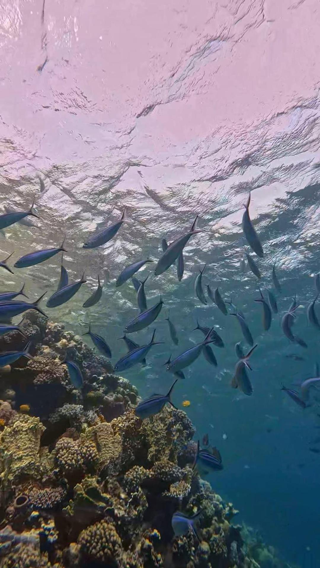 Sharm El Naga And Diving Center Acampamento
