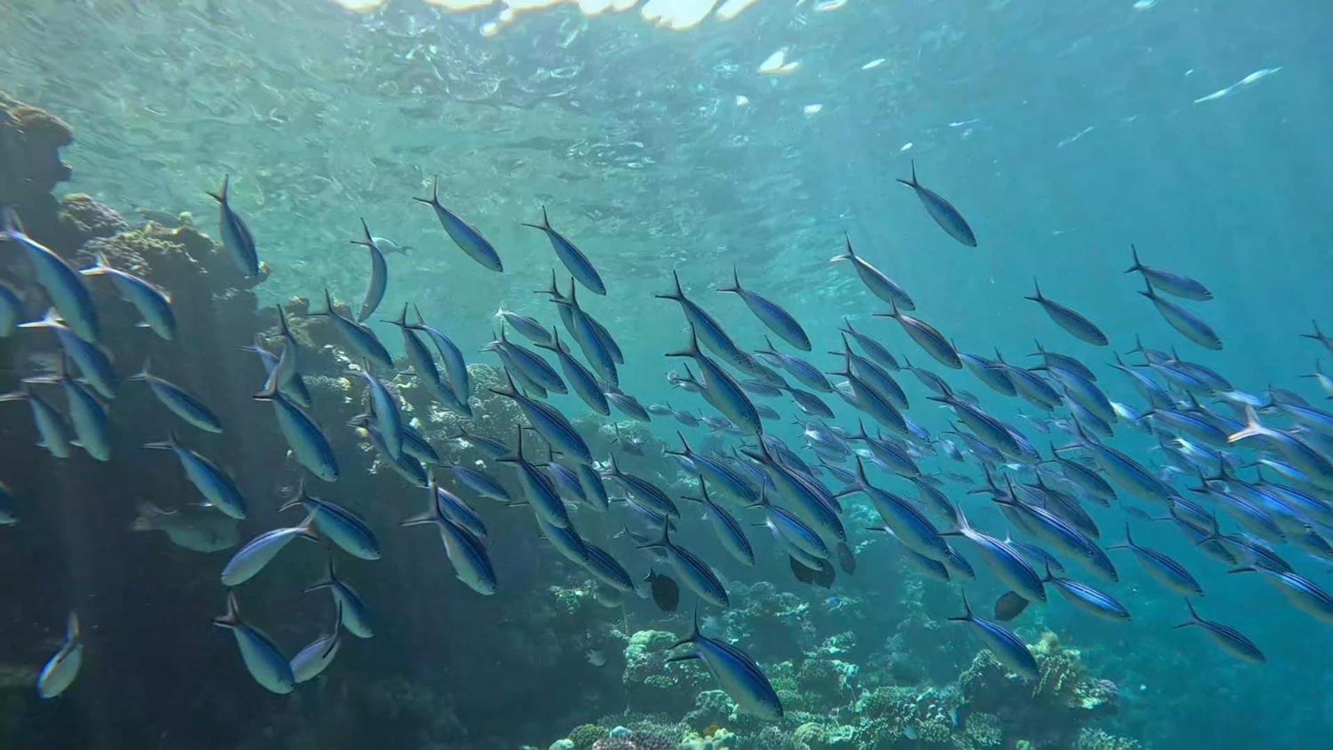Sharm El Naga And Diving Center Acampamento 3*