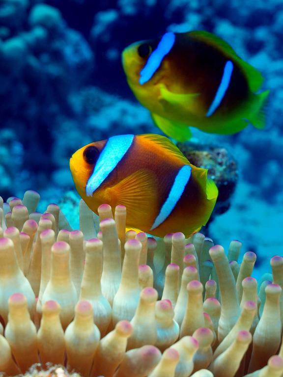 Avrio Red Sea Hurghada