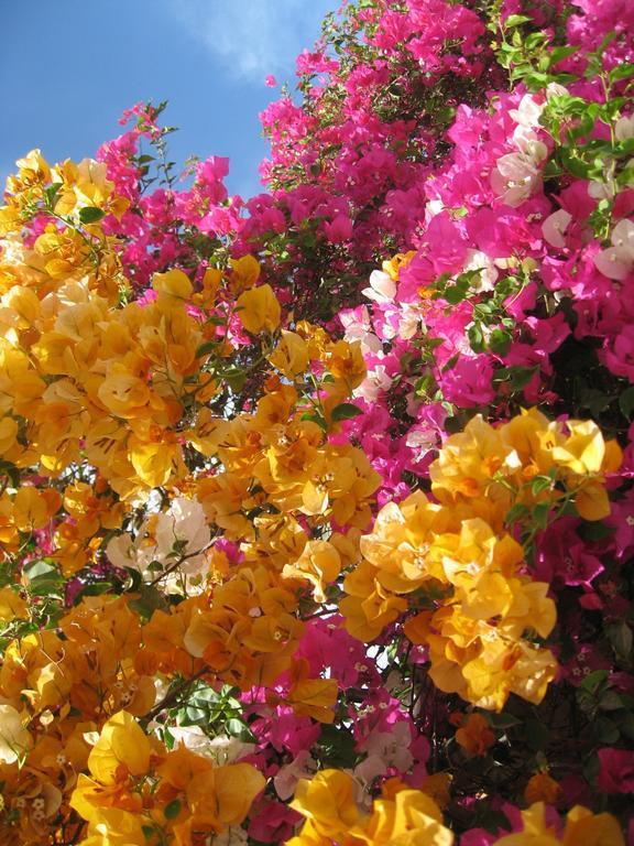 Shahrazad * Hurghada