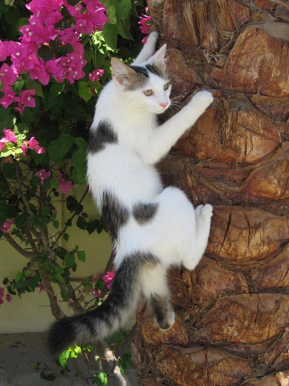 Shahrazad Hurghada