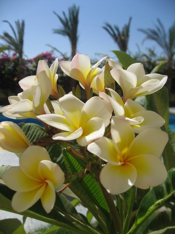 Shahrazad * Hurghada