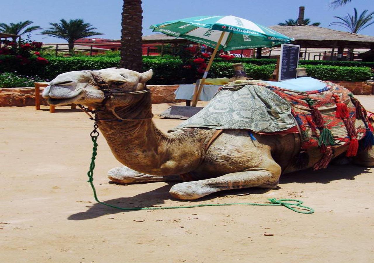 Sharm El Naga And Diving Center Camping