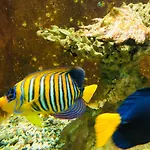 Red Sea Tiba Plaza Apartment