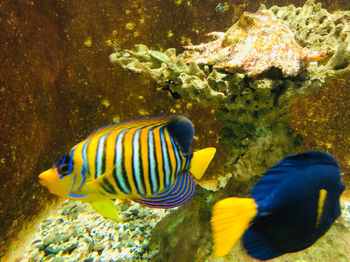 Red Sea Tiba Plaza * Hurghada