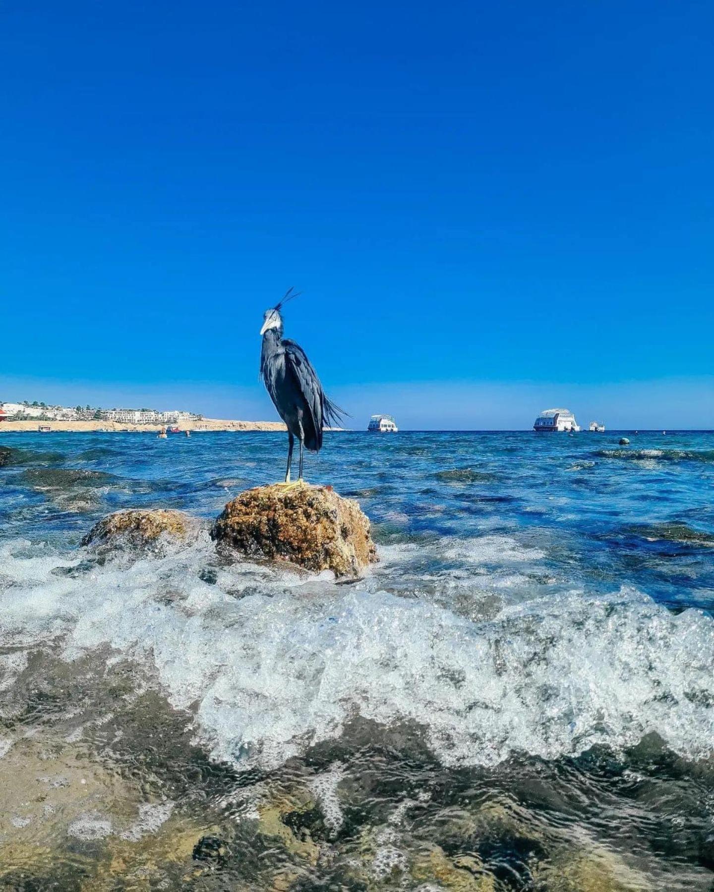 Kuba Luxus Tour - Boat In Sahl Hashesh - * Hurghada