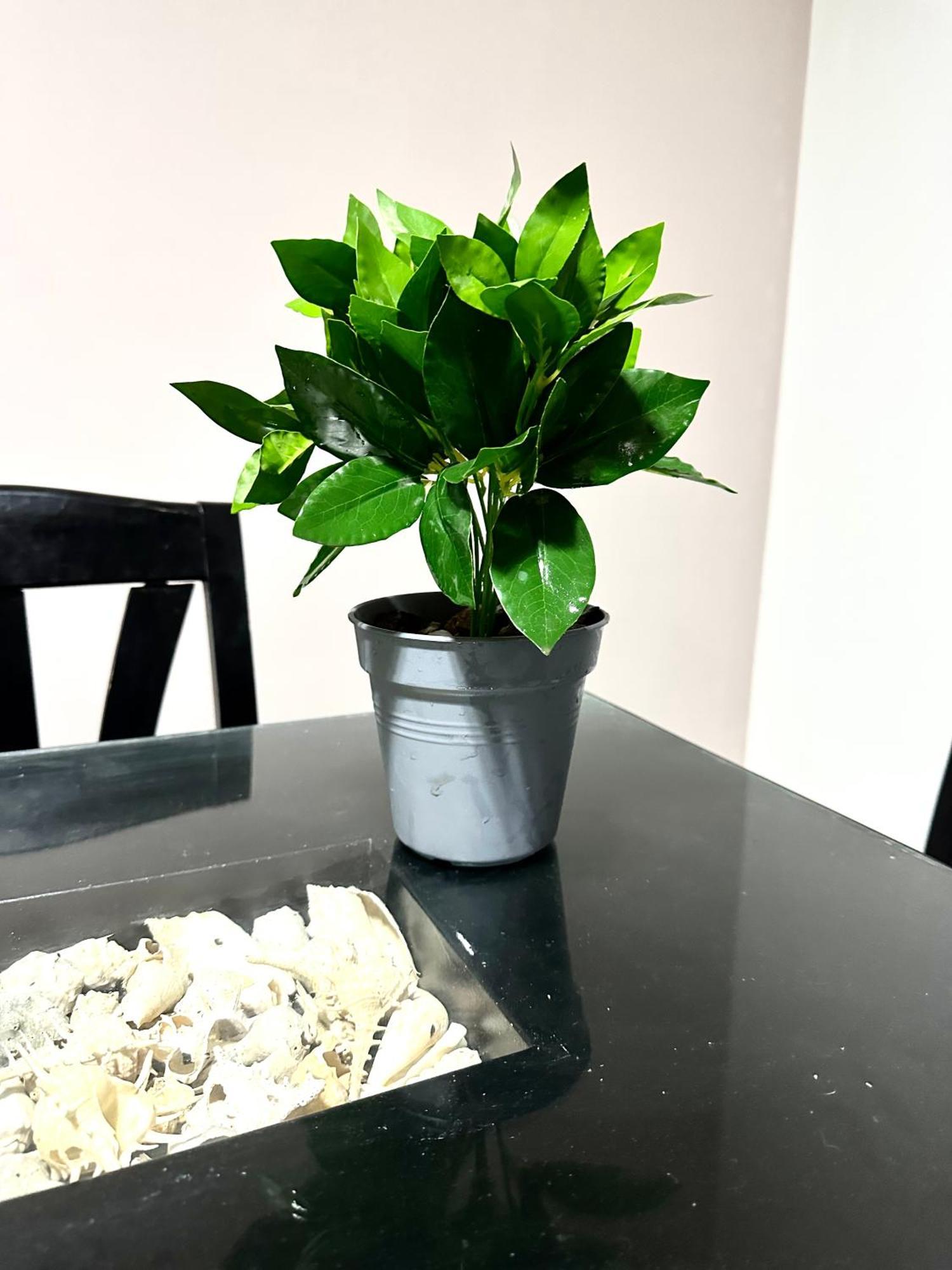 Jazz House Canter With Wi Fi Apartment