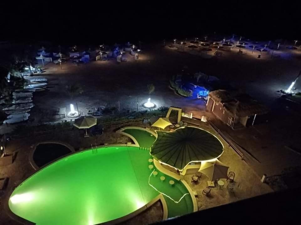 Turtle Hurghada