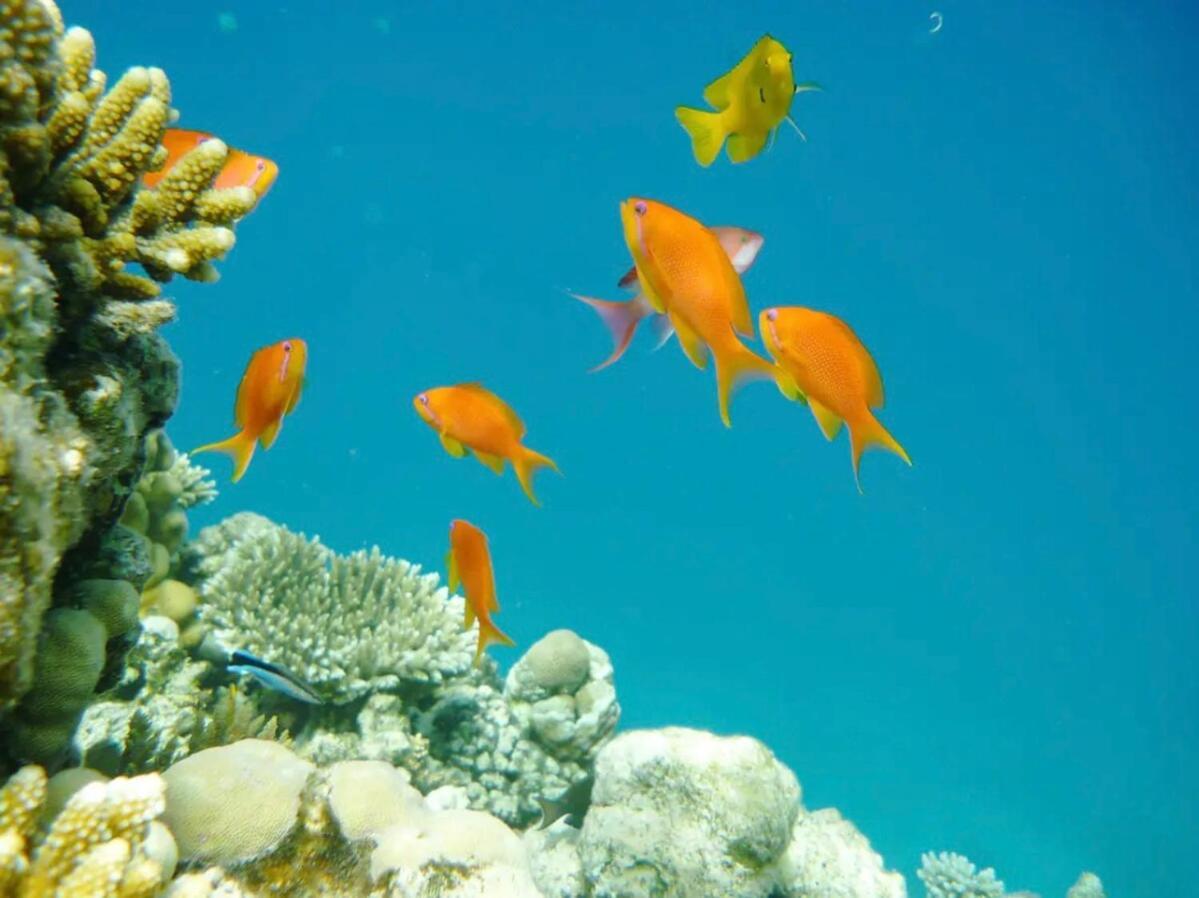 Modern Seaview In Scandic Aparthotel Hurghada