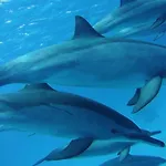 Hurghada Tours