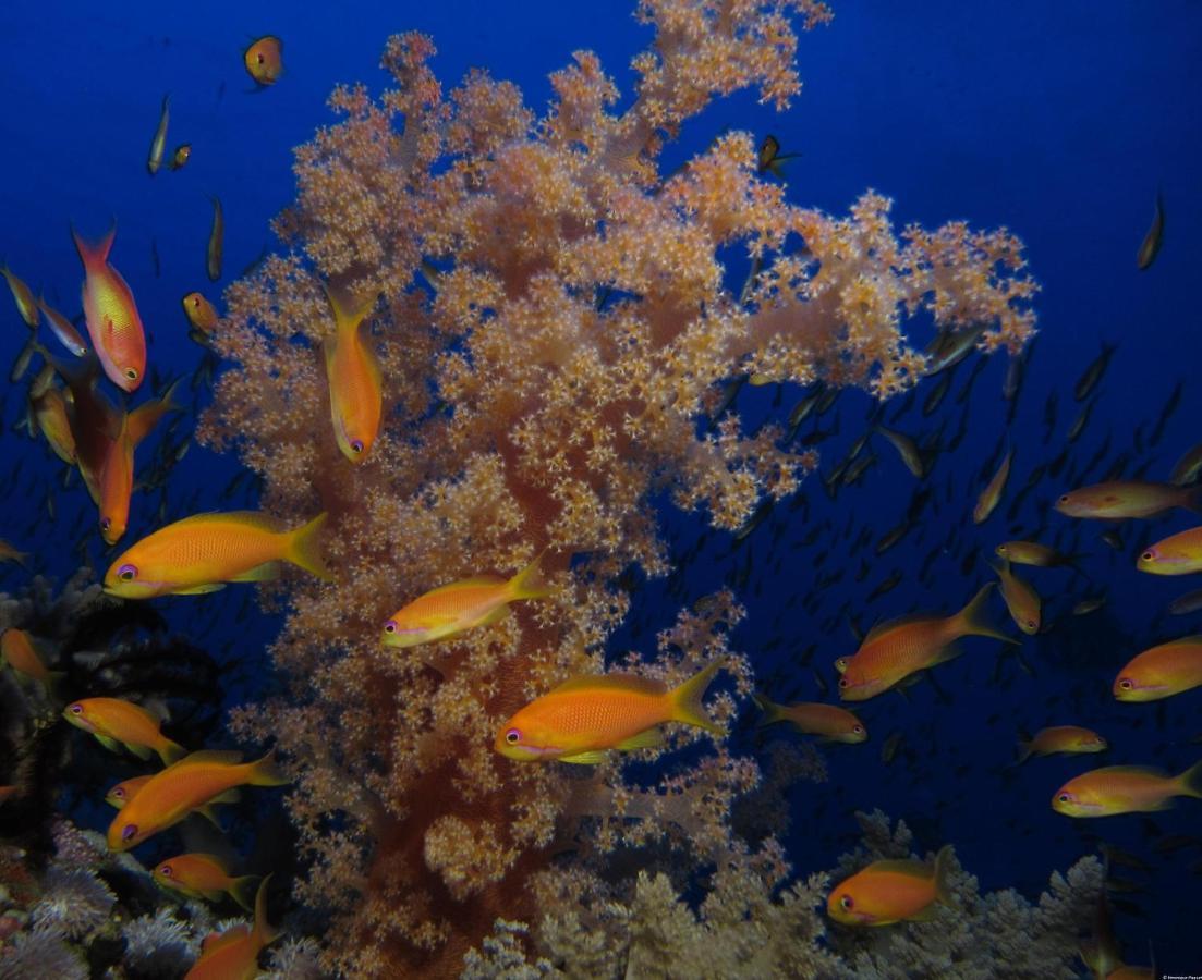 Mosaique El Gouna Station touristique 4*