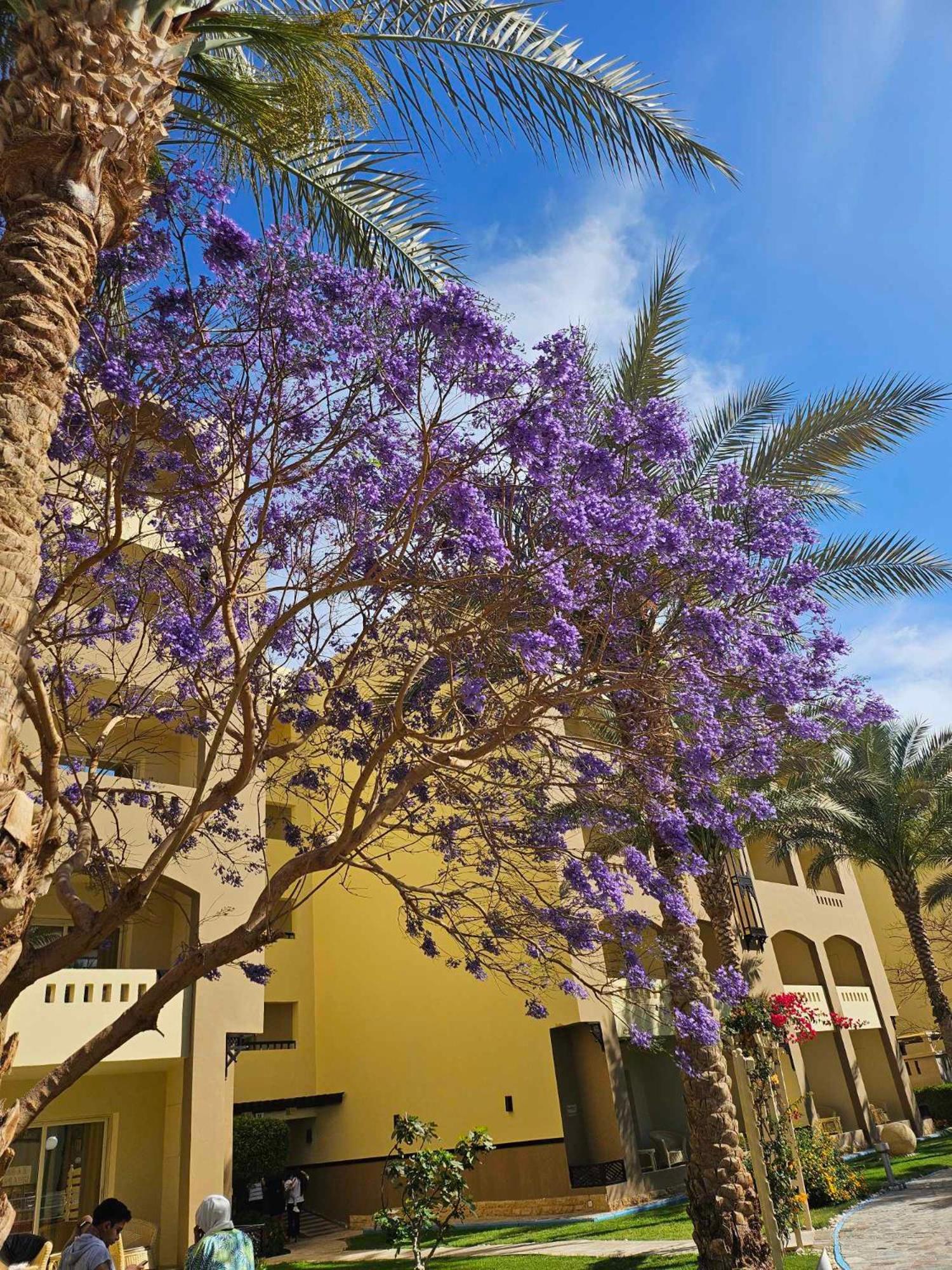 Comfortable In Nubia 4 Stars With Private And Pools *