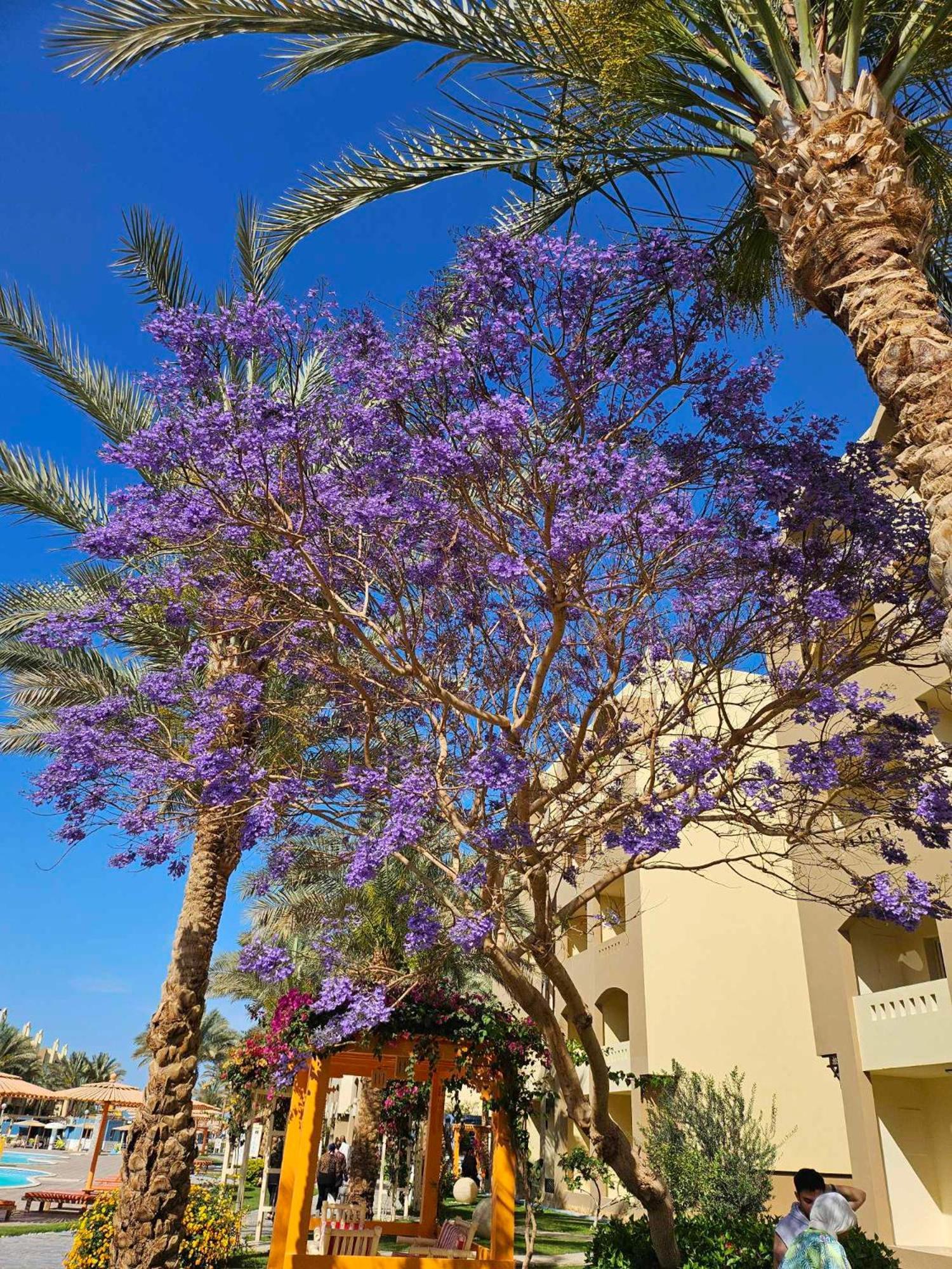 Apartment Comfortable In Nubia 4 Stars With Private And Pools *